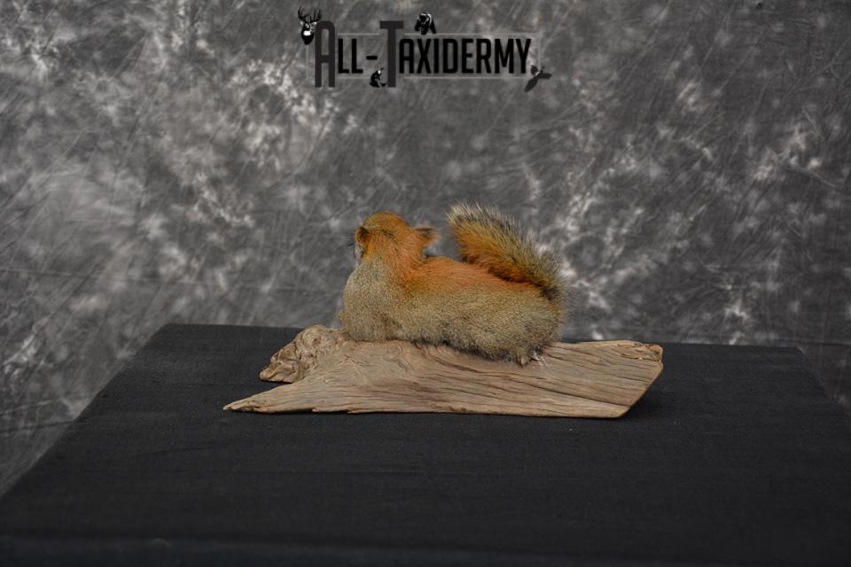 Red Squirrel Taxidermy Mount SKU 1471 - Image 6