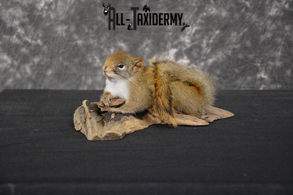 Red Squirrel Taxidermy Mount for sale SKU 1470 - Image 2