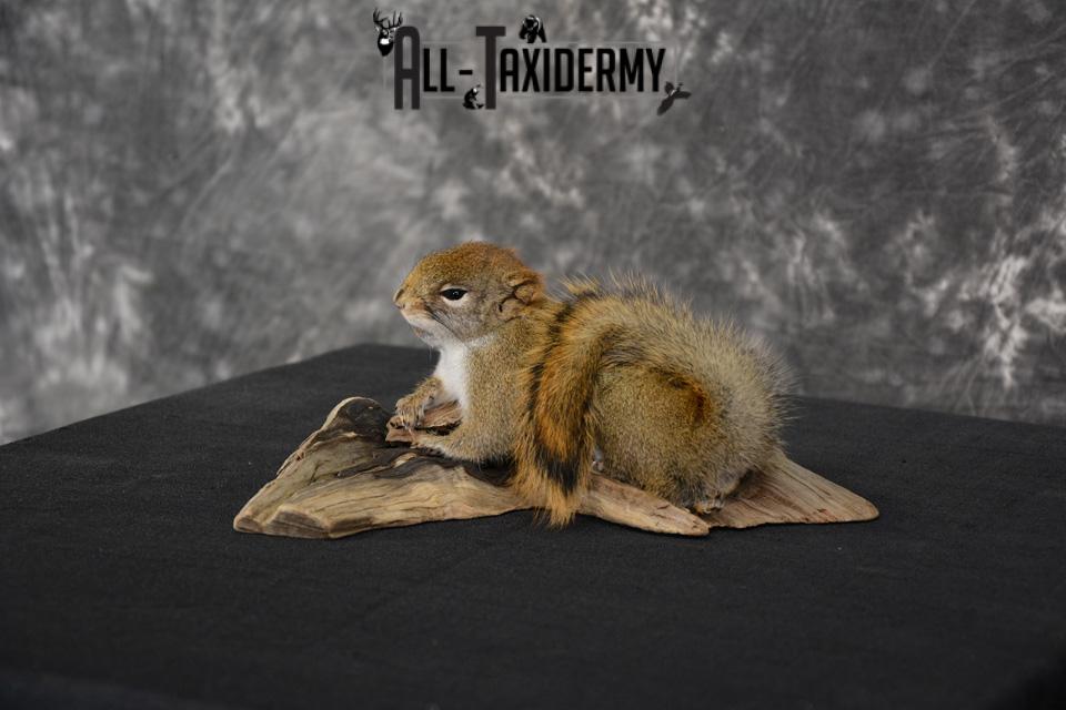 Red Squirrel Taxidermy Mount for sale SKU 1470 - Image 3