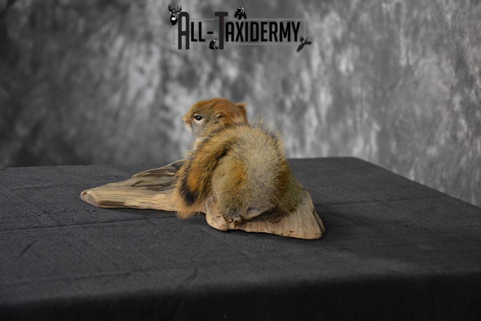 Red Squirrel Taxidermy Mount for sale SKU 1470 - Image 4