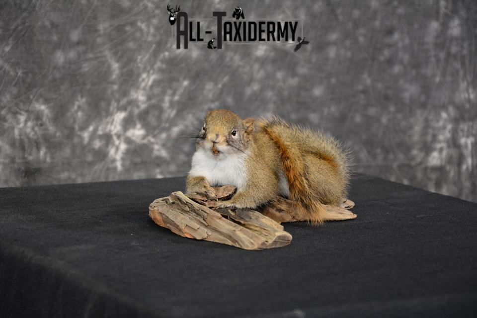 Red Squirrel Taxidermy Mount for sale SKU 1470 - Image 5