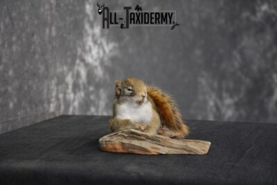 Red Squirrel Taxidermy Mount for sale SKU 1470