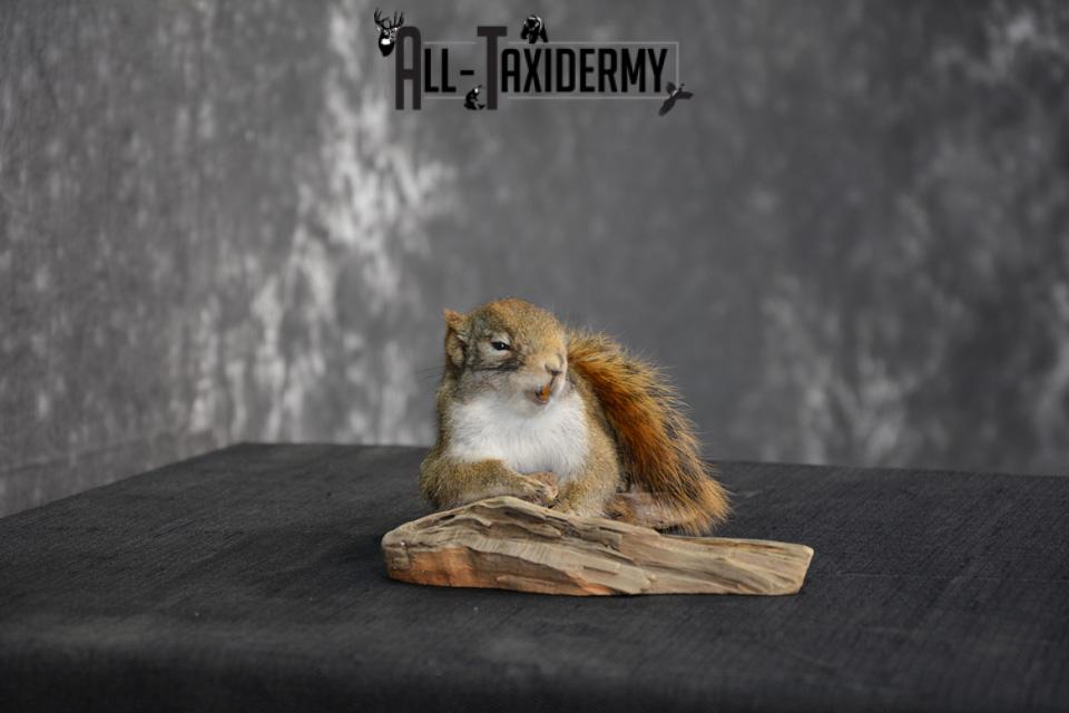 Red Squirrel Taxidermy Mount for sale SKU 1470