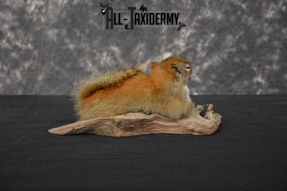 Red Squirrel Taxidermy Mount for sale SKU 1470 - Image 6