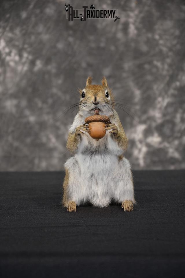 Red Squirrel Taxidermy mount for sale SKU 1469 - Image 6