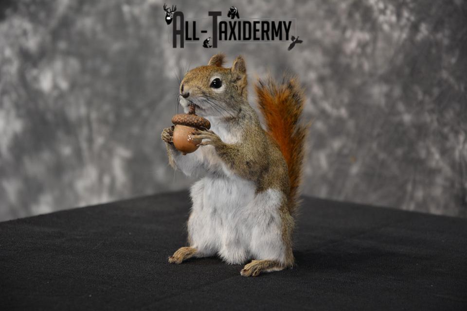 Red Squirrel Taxidermy mount for sale SKU 1469 - Image 2