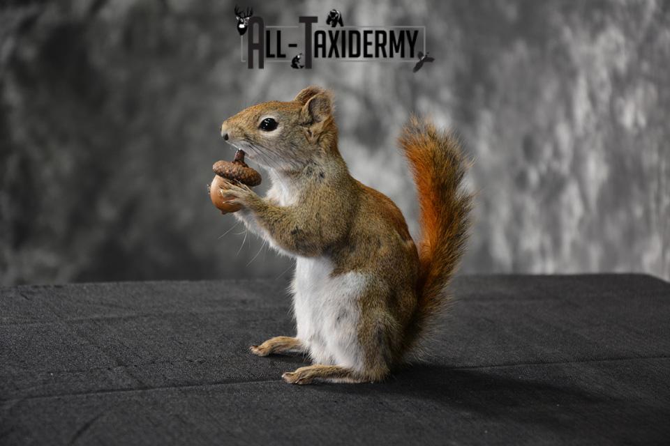 Red Squirrel Taxidermy mount for sale SKU 1469