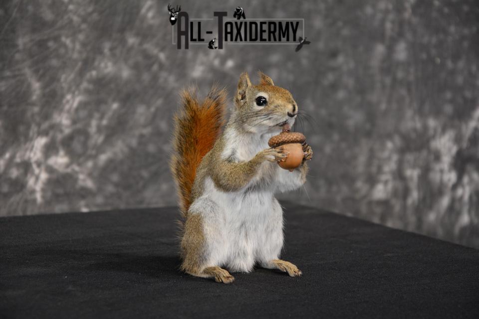 Red Squirrel Taxidermy mount for sale SKU 1469 - Image 4