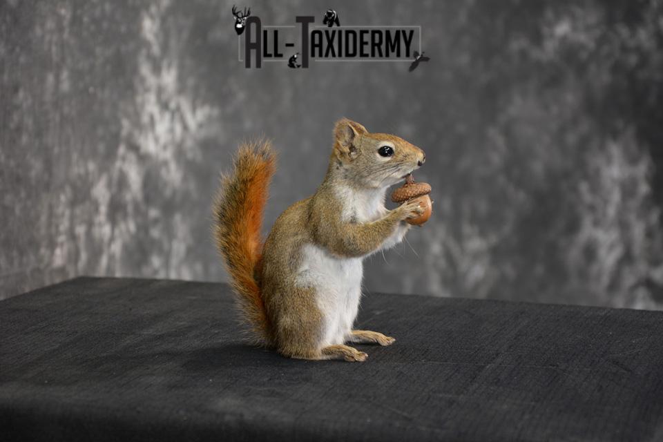 Red Squirrel Taxidermy mount for sale SKU 1469 - Image 5