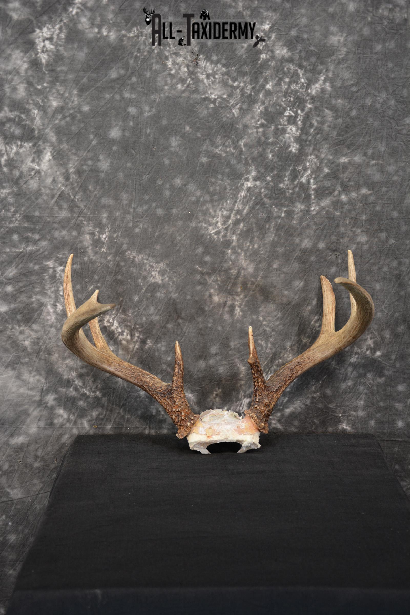 Whitetail Deer Taxidermy skull cap antlers for sale SKU 1448