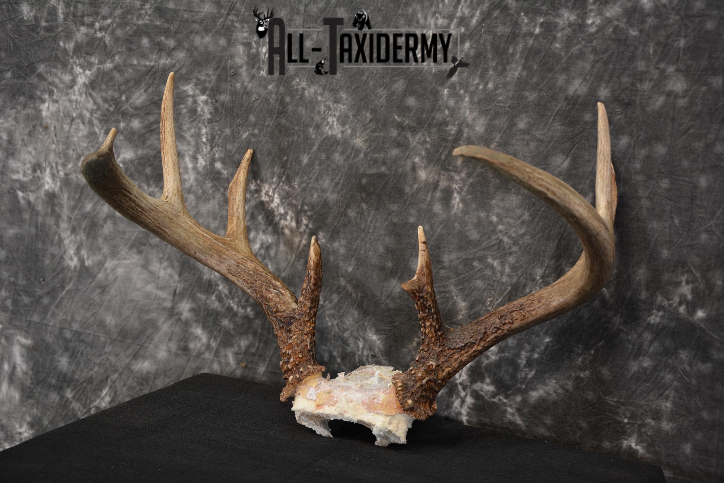 Whitetail Deer Taxidermy skull cap antlers for sale SKU 1448 - Image 2