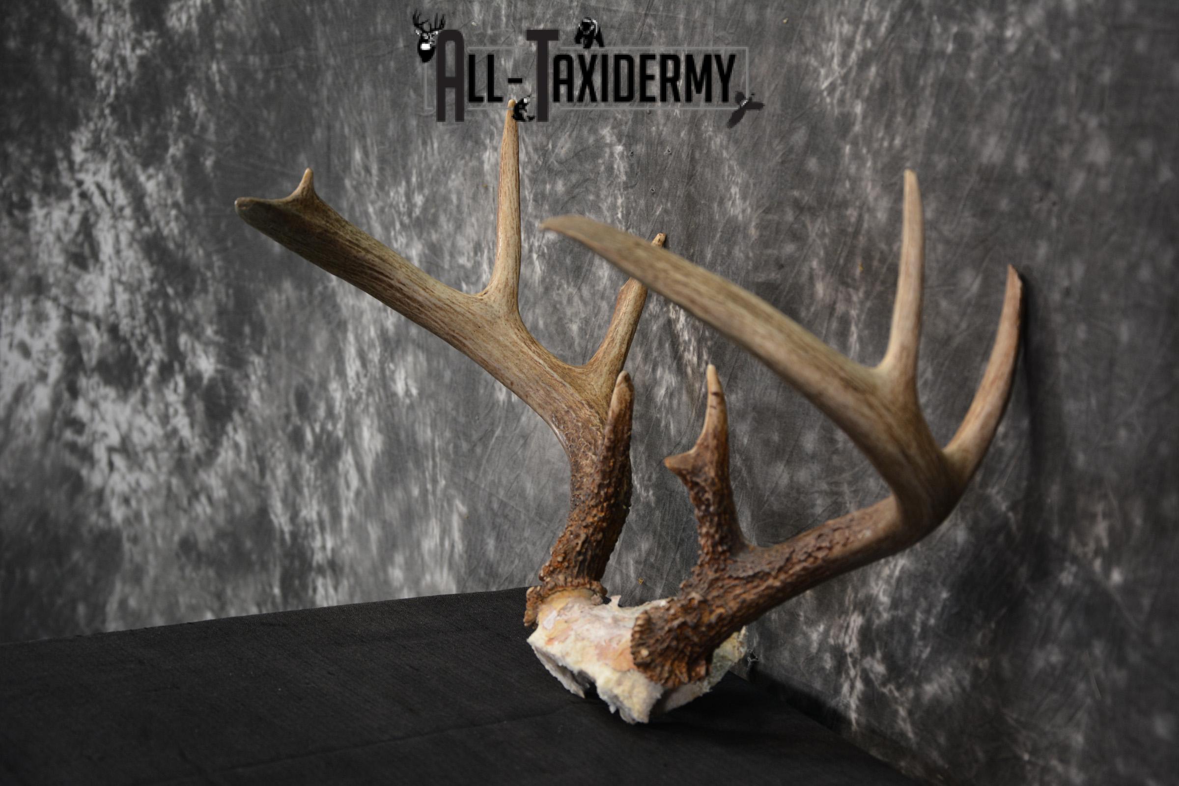 Whitetail Deer Taxidermy skull cap antlers for sale SKU 1448 - Image 3