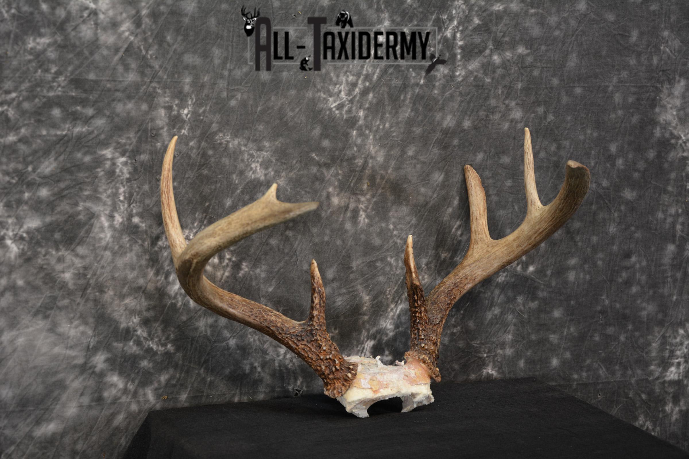 Whitetail Deer Taxidermy skull cap antlers for sale SKU 1448 - Image 4