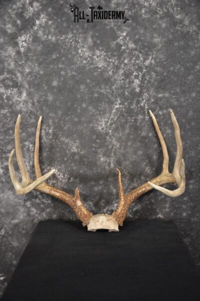 Whitetail Deer skull cap taxidermy for sale SKU 1468