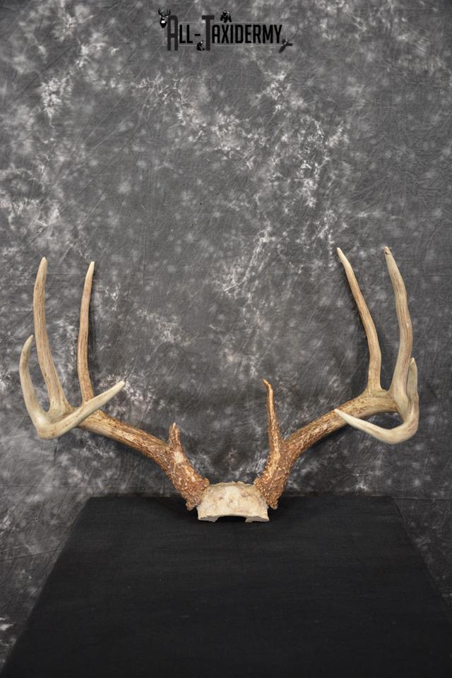 Whitetail Deer skull cap taxidermy for sale SKU 1468