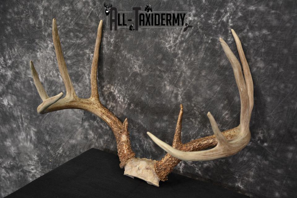 Whitetail Deer skull cap taxidermy for sale SKU 1468 - Image 2