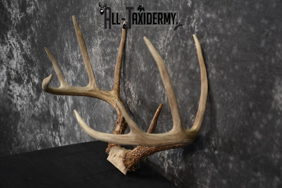 Whitetail Deer skull cap taxidermy for sale SKU 1468 - Image 3