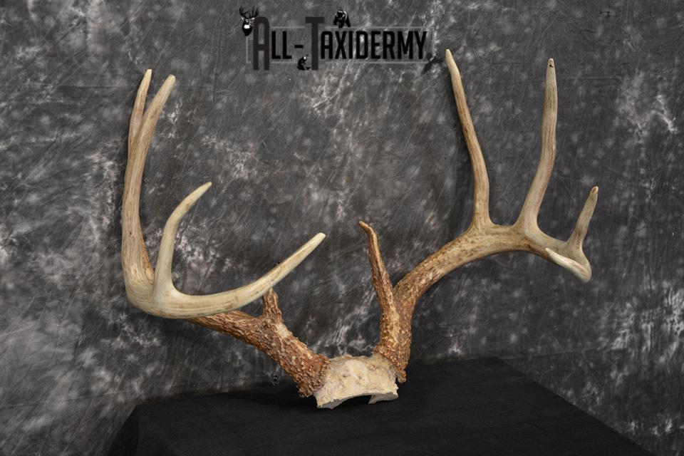 Whitetail Deer skull cap taxidermy for sale SKU 1468 - Image 4