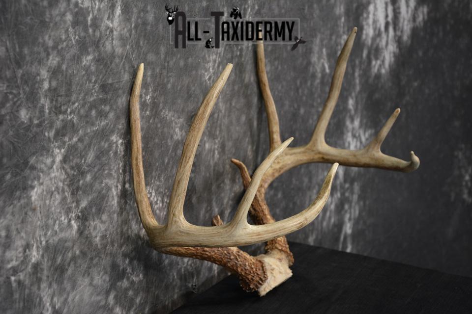 Whitetail Deer skull cap taxidermy for sale SKU 1468 - Image 5