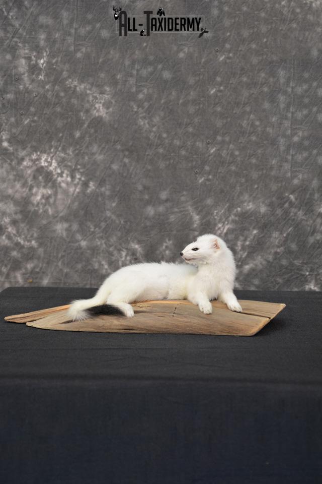 White Weasel ermine life size taxidermy mount for sale SKU 1465