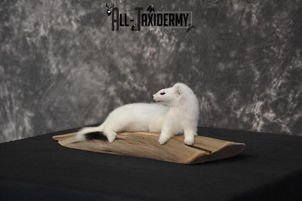 White Weasel ermine life size taxidermy mount for sale SKU 1465 - Image 5