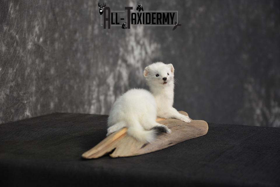 white weasel plush