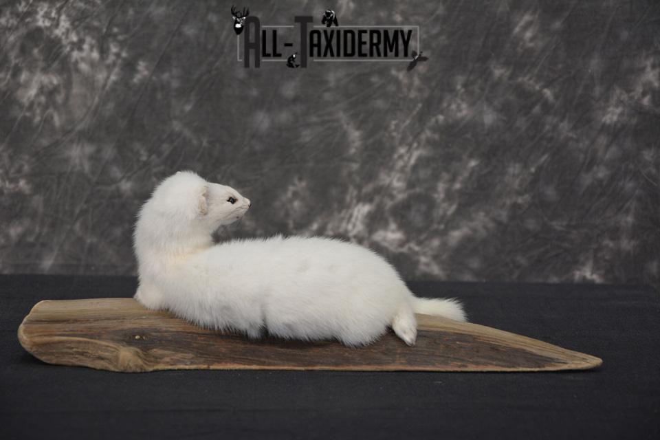 White Weasel ermine life size taxidermy mount for sale SKU 1465 - Image 2