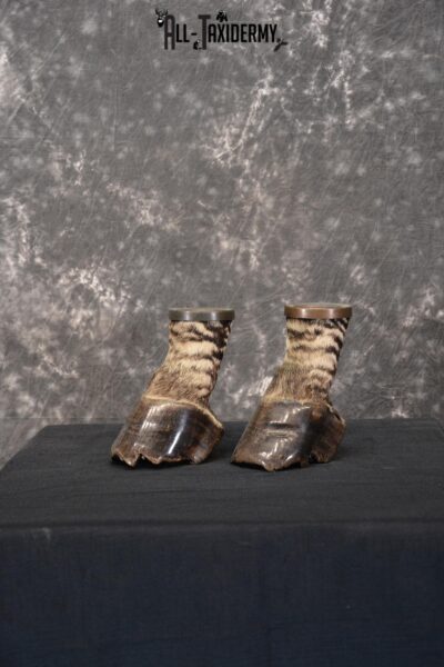 African Zebra feet Taxidermy for sale SKU 1455