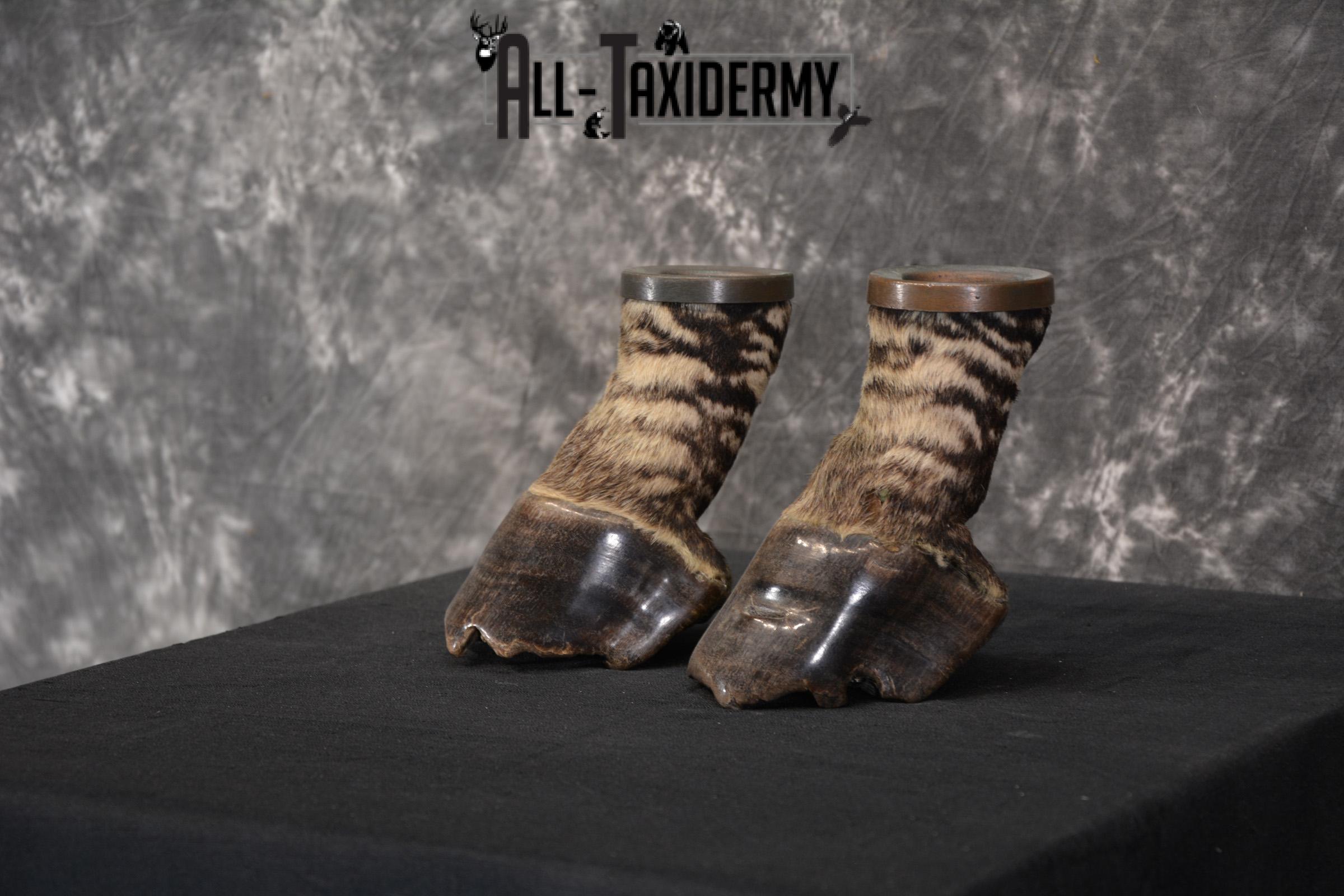 African Zebra feet Taxidermy for sale SKU 1455 - Image 2