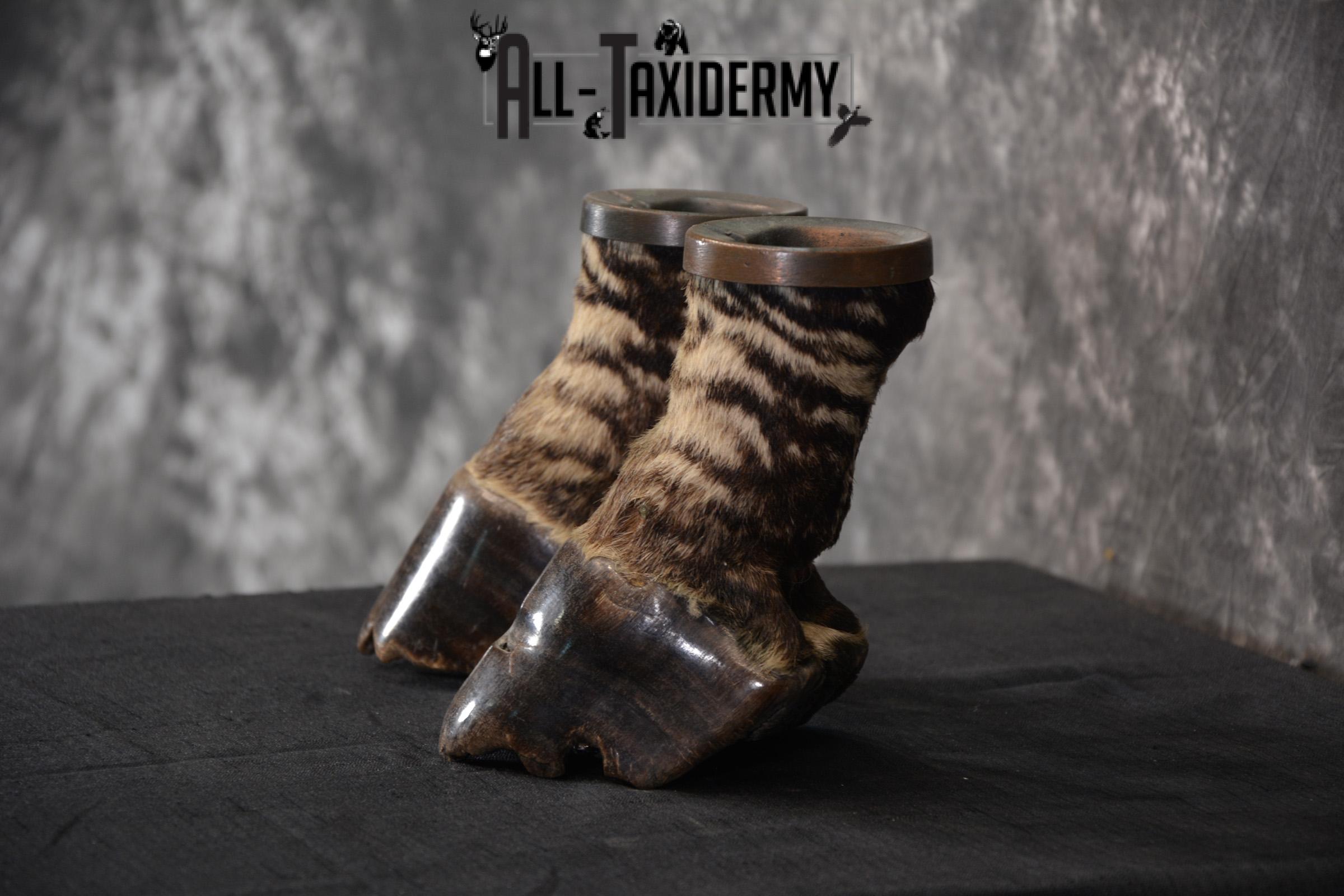 African Zebra feet Taxidermy for sale SKU 1455 - Image 3