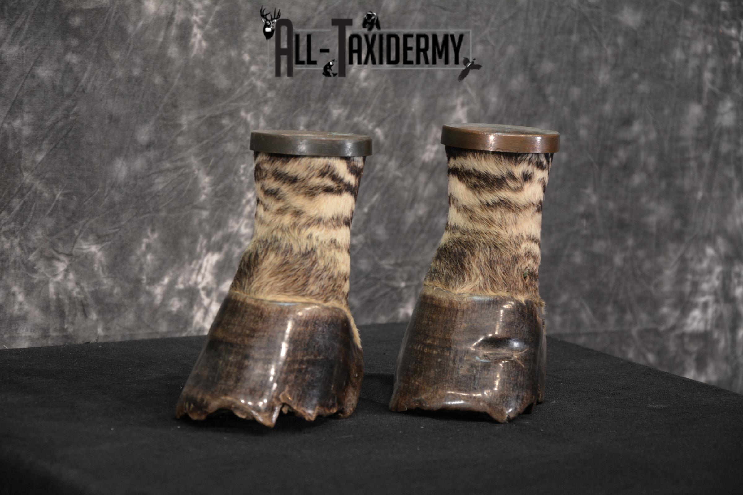 African Zebra feet Taxidermy for sale SKU 1455 - Image 4