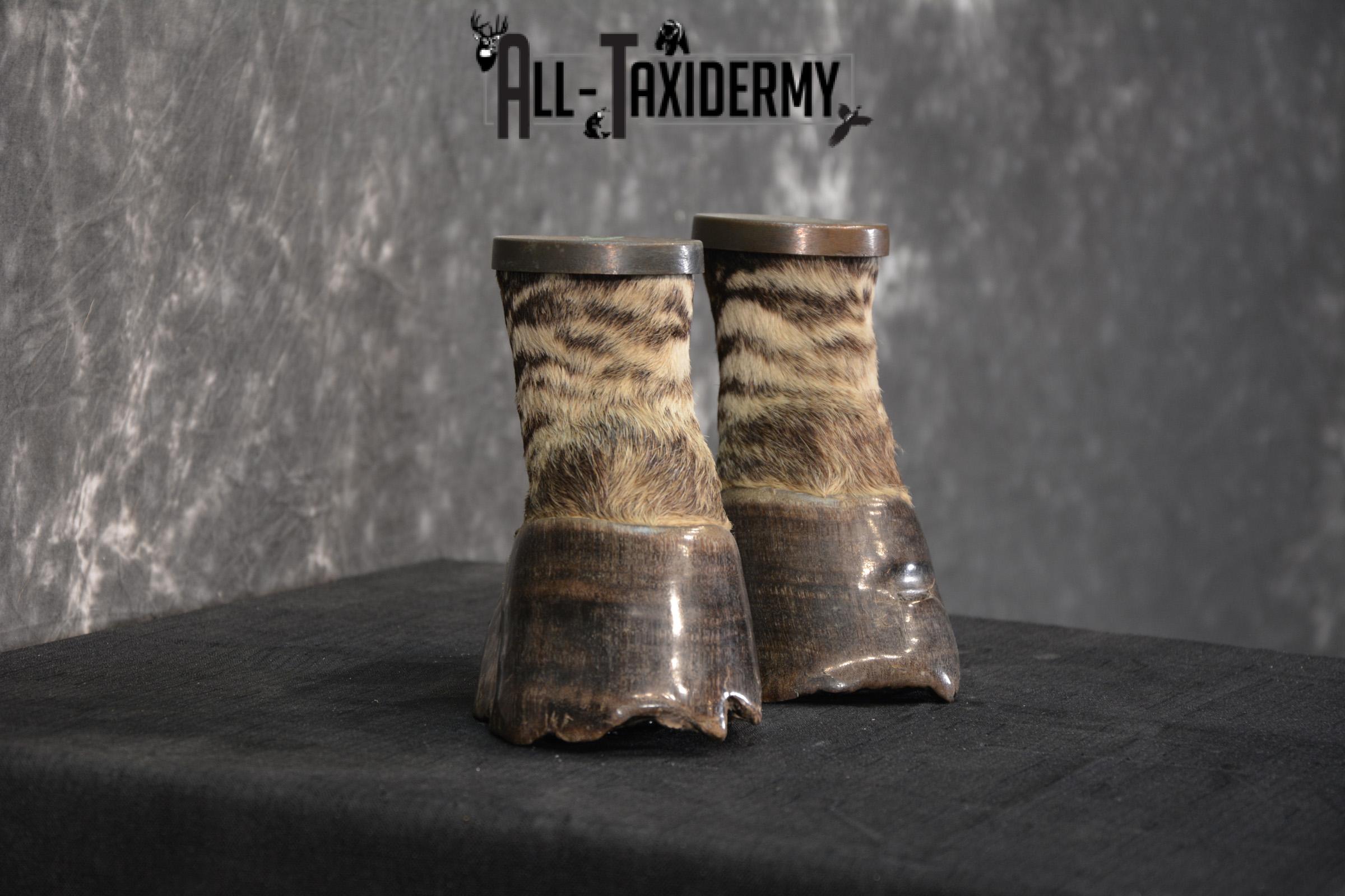 African Zebra feet Taxidermy for sale SKU 1455 - Image 5