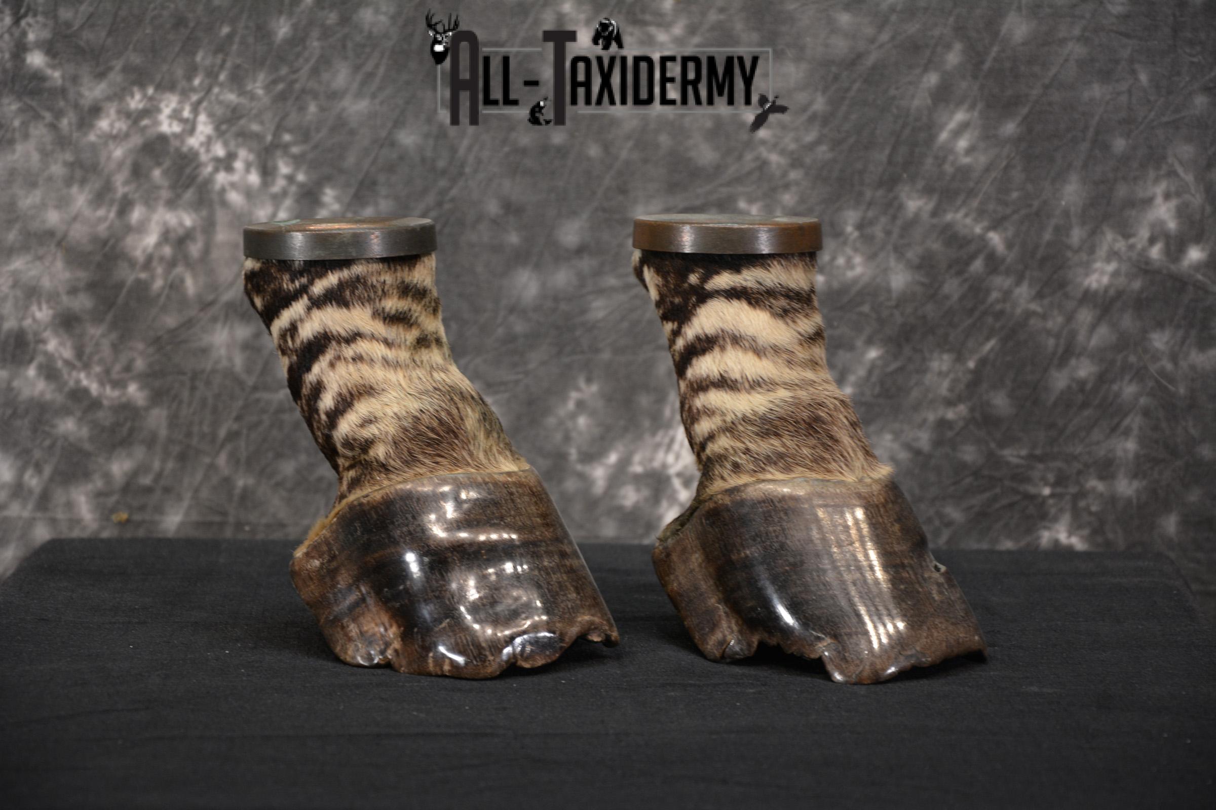 African Zebra feet Taxidermy for sale SKU 1455 - Image 6