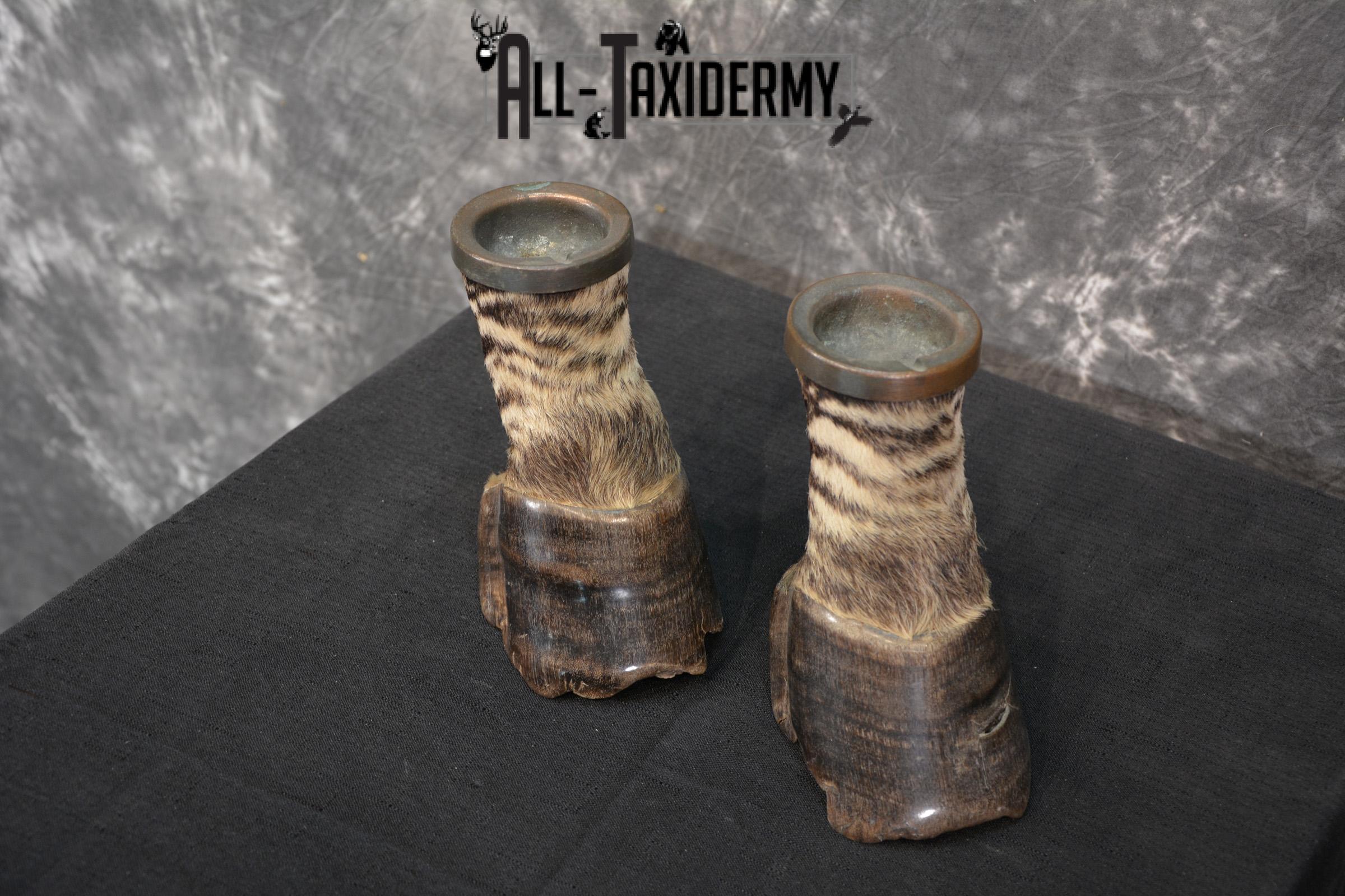 African Zebra feet Taxidermy for sale SKU 1455 - Image 7