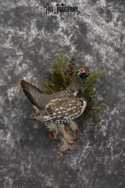 Alaskan Male Spruce Grouse Pheasant Taxidermy SKU 1472