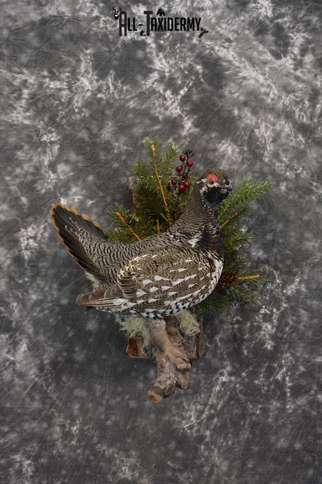 Alaskan Male Spruce Grouse Pheasant Taxidermy SKU 1472