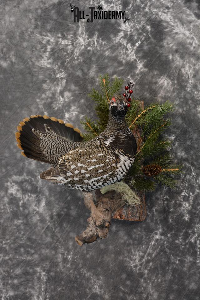 Alaskan Male Spruce Grouse Pheasant Taxidermy SKU 1472 - Image 2