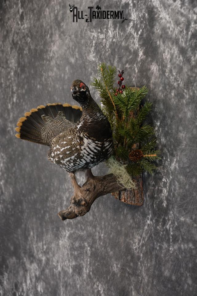 Alaskan Male Spruce Grouse Pheasant Taxidermy SKU 1472 - Image 3