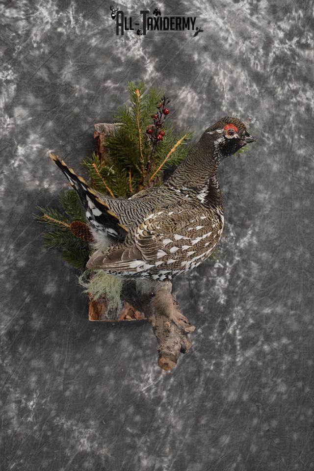 Alaskan Male Spruce Grouse Pheasant Taxidermy SKU 1472 - Image 4
