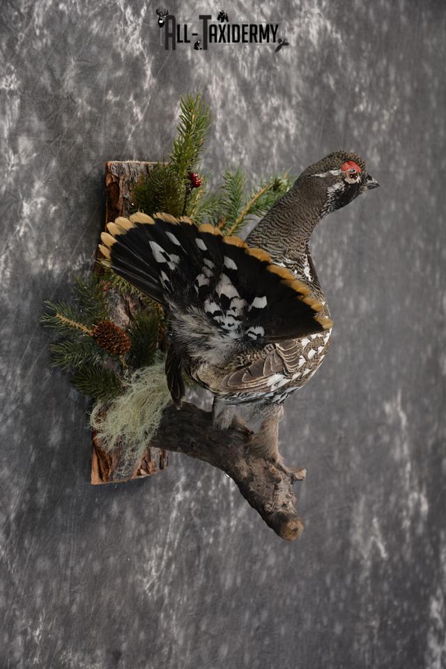 Alaskan Male Spruce Grouse Pheasant Taxidermy SKU 1472 - Image 5