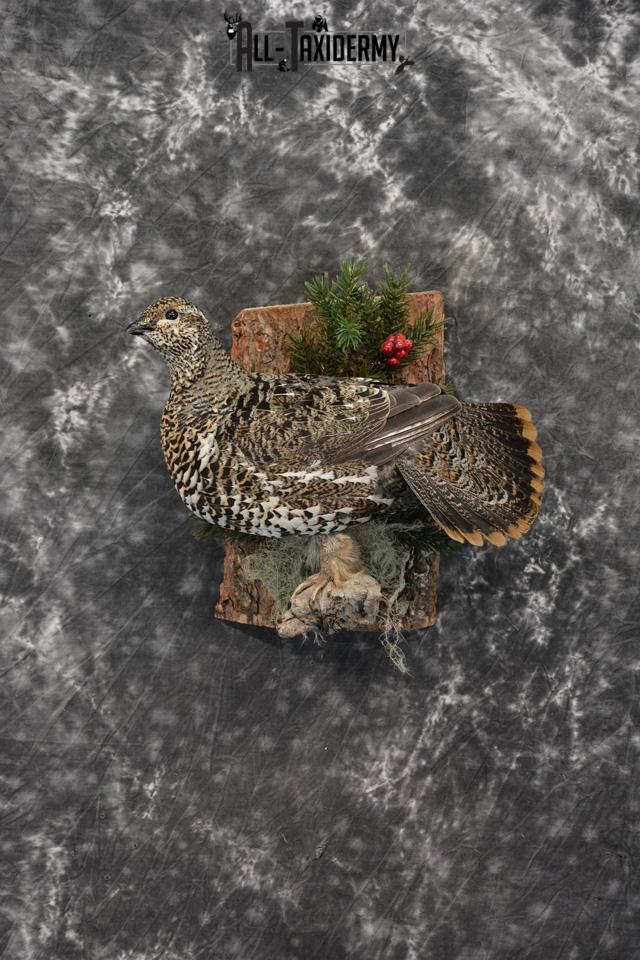 Alaskan Hen Spruce Grouse Pheasant Taxidermy SKU 1473