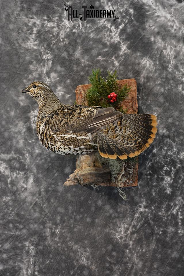 Alaskan Hen Spruce Grouse Pheasant Taxidermy SKU 1473 - Image 2
