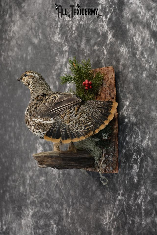 Alaskan Hen Spruce Grouse Pheasant Taxidermy SKU 1473 - Image 3