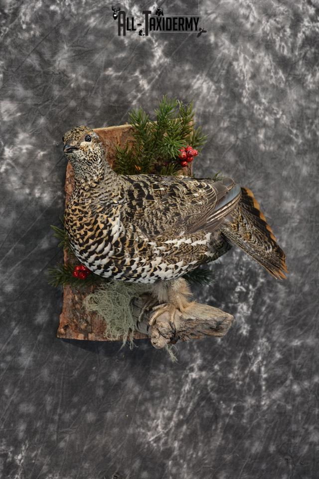 Alaskan Hen Spruce Grouse Pheasant Taxidermy SKU 1473 - Image 4