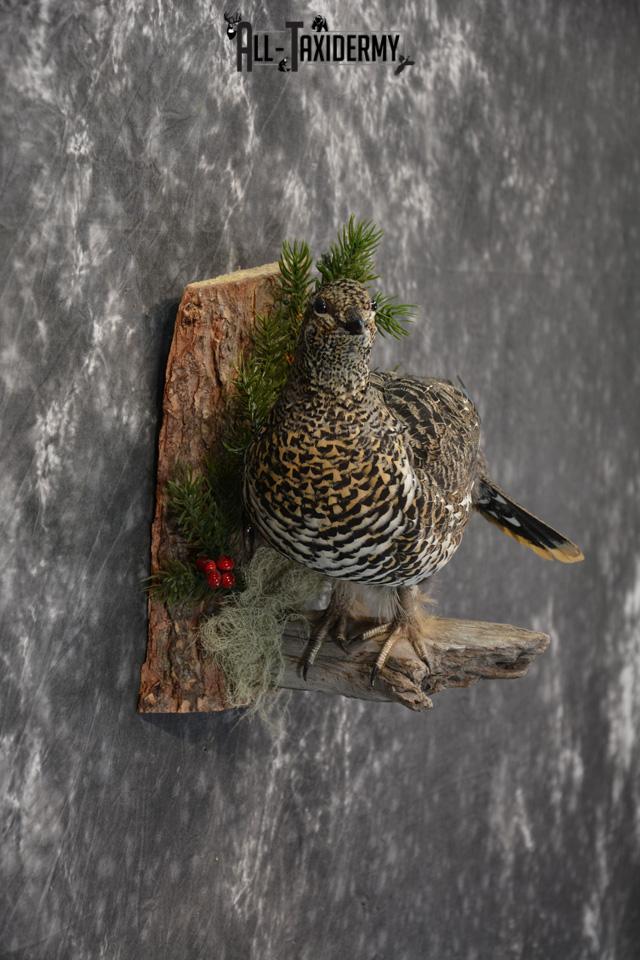 Alaskan Hen Spruce Grouse Pheasant Taxidermy SKU 1473 - Image 5