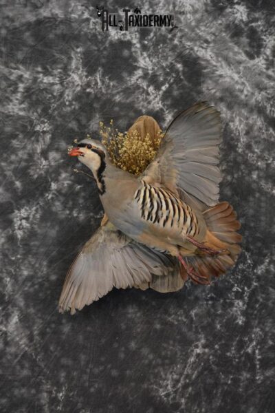 Chukar Taxidermy mount for sale SKU 1460