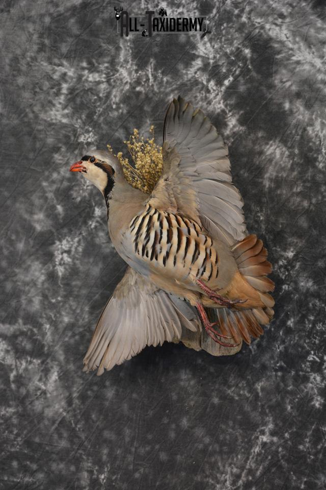 Chukar Taxidermy mount for sale SKU 1460 - Image 2