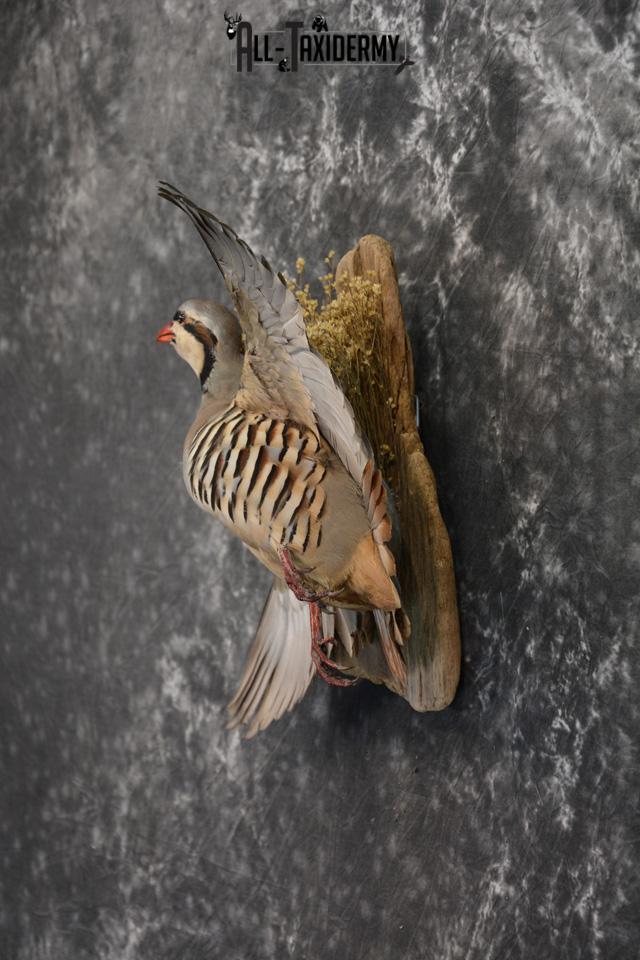 Chukar Taxidermy mount for sale SKU 1460 - Image 3