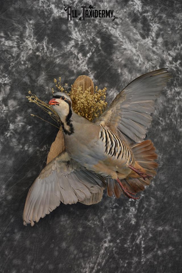 Chukar Taxidermy mount for sale SKU 1460 - Image 4