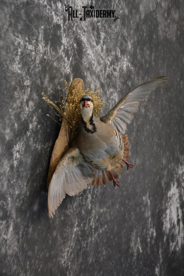 Chukar Taxidermy mount for sale SKU 1460 - Image 5